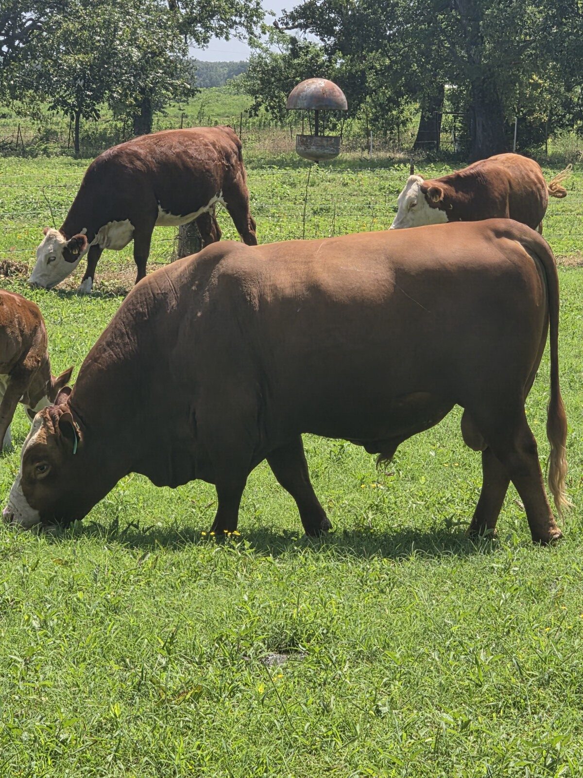 50% Registered Heifer