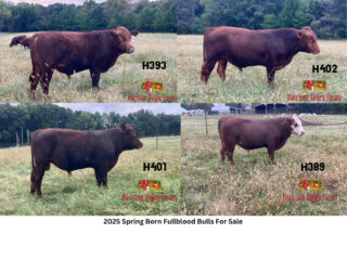 South-Poll-Grass-Cattle-2025-Spring-Born-Bull-Classified-Ad-photo-collage-2