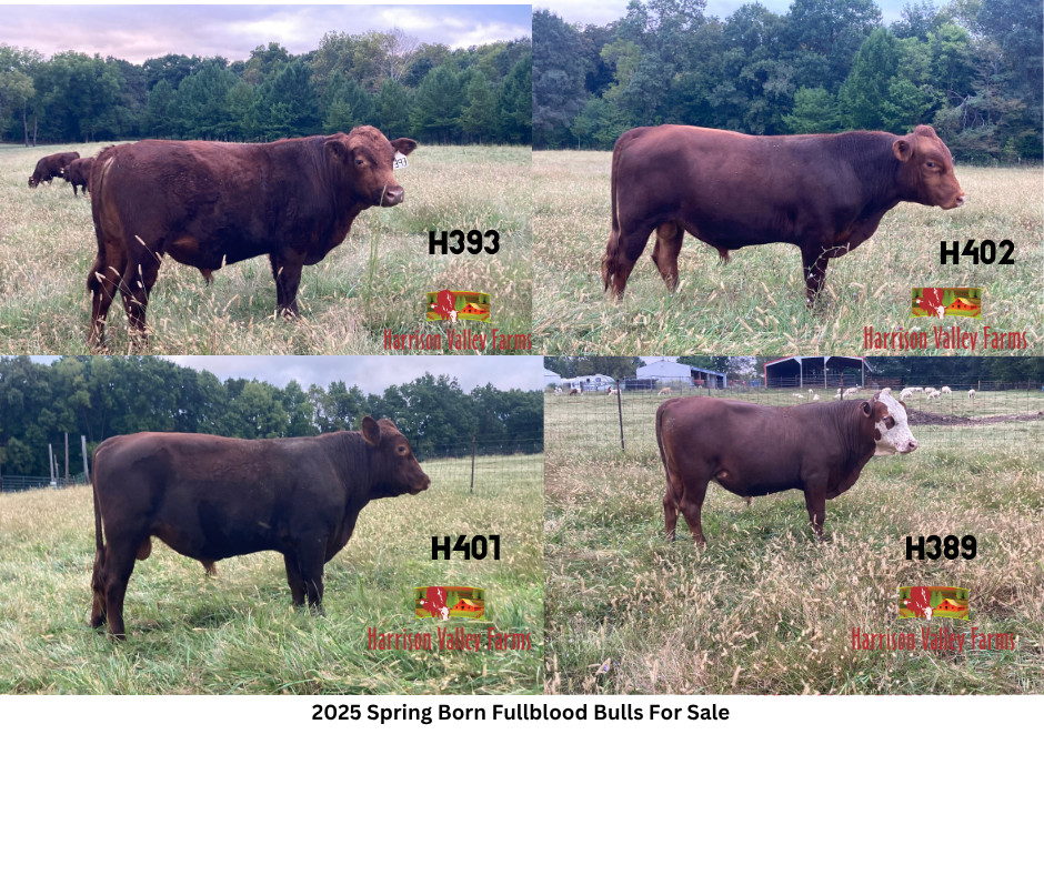 2025 Spring Born Full Blood Bulls For Sale