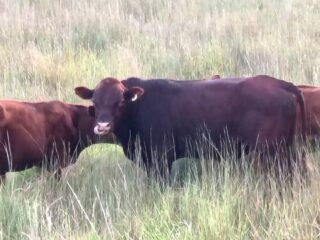 Trixies-Bull-68746-2026-08-23-at-11.05.00-PM