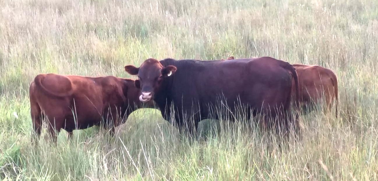 Register Purebred Bull in Kansas