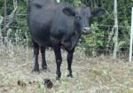 Registered 50% Cow/ 75% bull calf pair