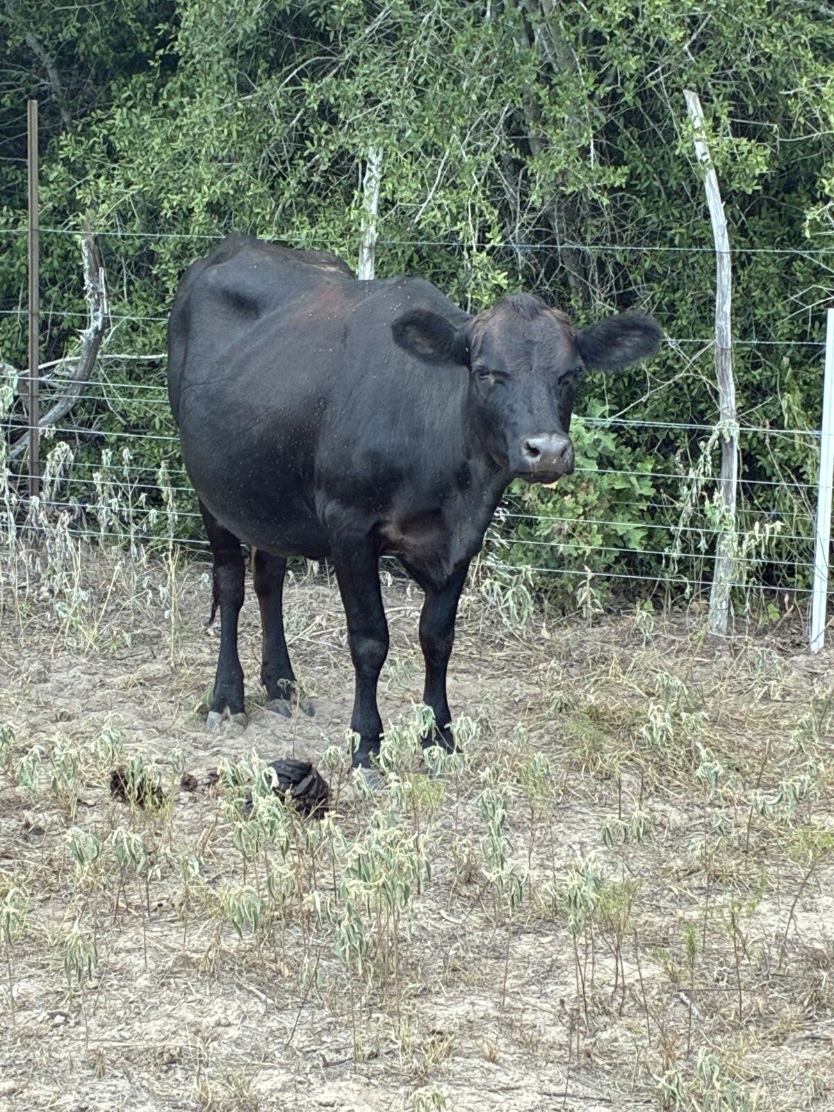 Registered 50% Cow/ 75% bull calf pair