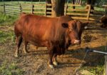 Registered Purebred proven South Poll 8 y/o Bull for sale. Sperm tested and ready to go.