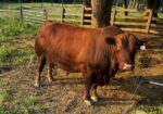 Registered Purebred proven South Poll 8 y/o Bull for sale. Sperm tested and ready to go.