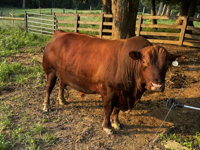Registered Purebred proven South Poll 8 y/o Bull for sale. Sperm tested and ready to go.