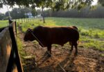 Registered Purebred proven South Poll 8 y/o Bull for sale. Sperm tested and ready to go.