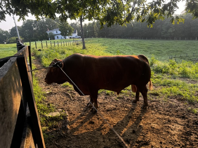 Registered Purebred proven South Poll 8 y/o Bull for sale. Sperm tested and ready to go.