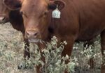 Registered 75% heifer. DOB 12/11/25, has been exposed to bull