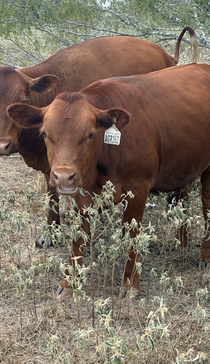 Registered 75% heifer. DOB 12/11/25, has been exposed to bull