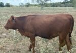 Registered 75% heifer. DOB 12/11/25, has been exposed to bull