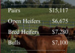 50% Registered South Poll Heifer