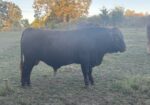 Bull For Sale