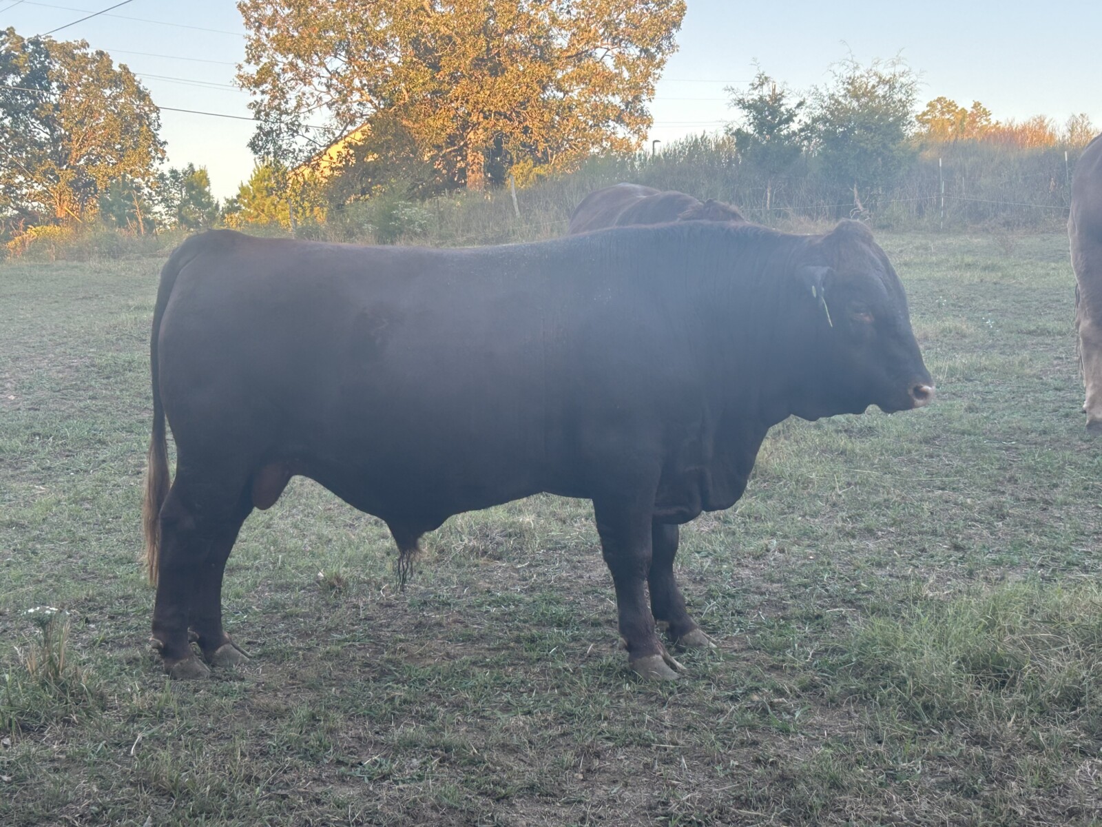 Bull For Sale