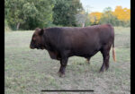 Bull For Sale