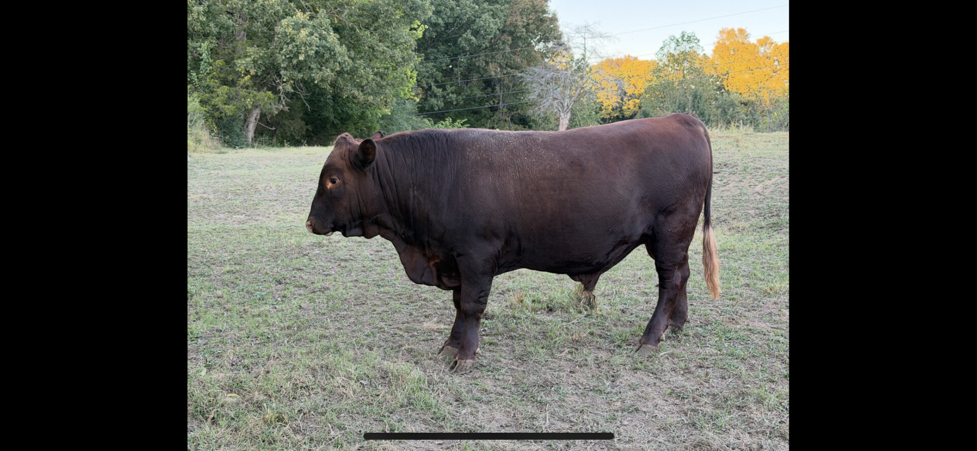 Bull For Sale