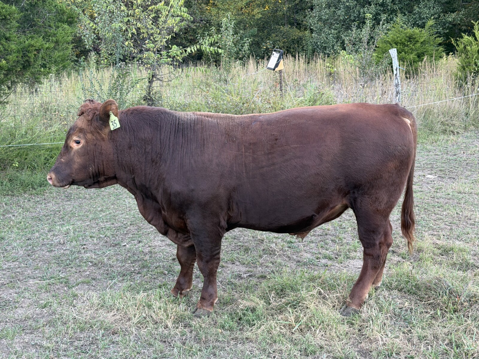 50% bull, South Poll/ Red Angus