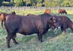 Fullblood bull calf