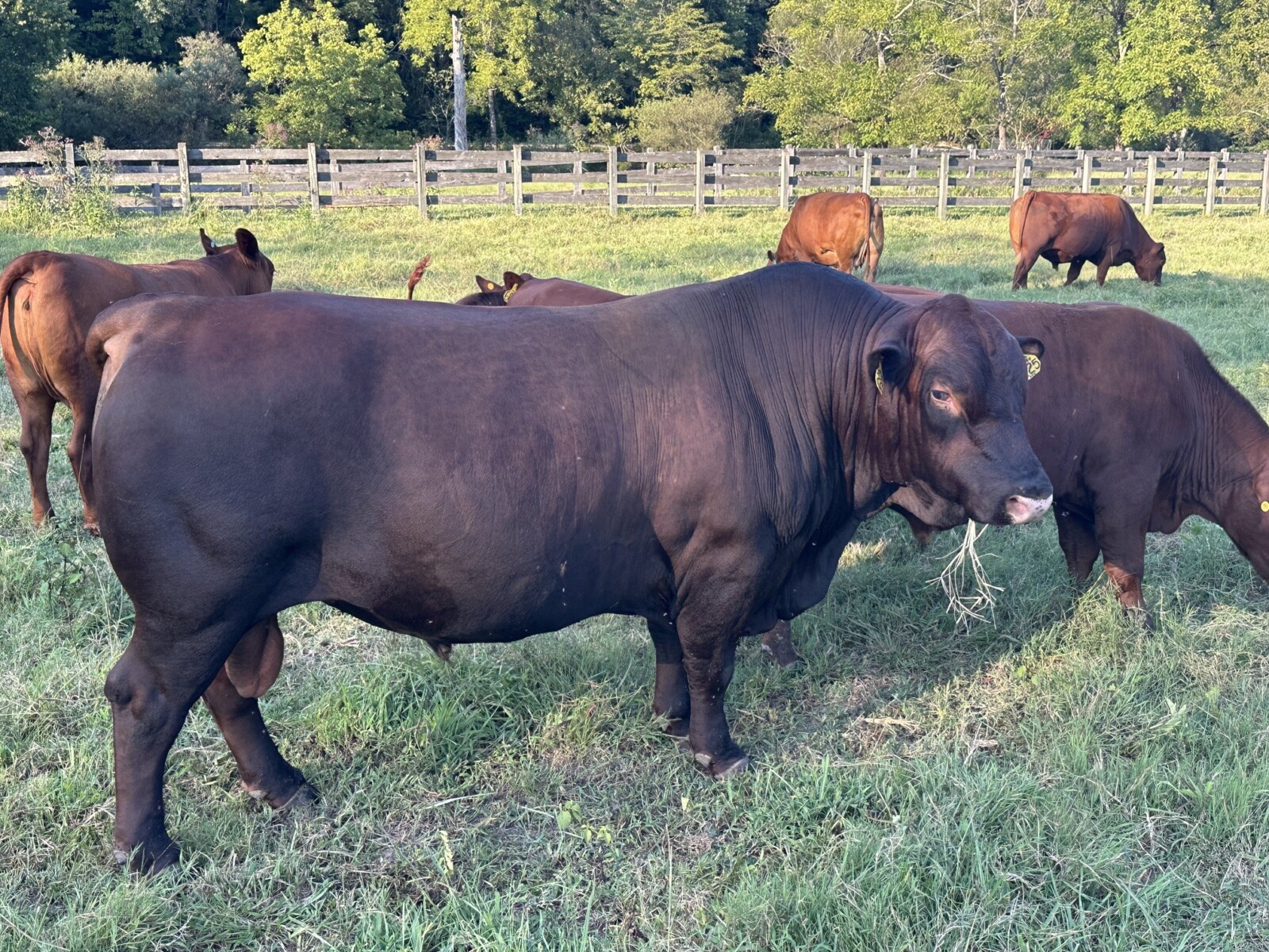 Fullblood bull calf