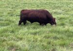 Top of Line 5 Yr. Old South Poll Bull
