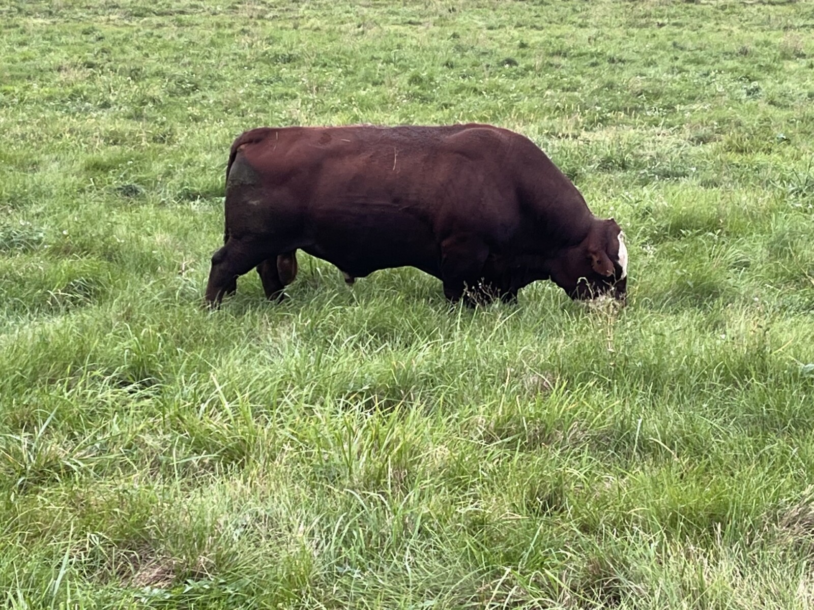 Top of Line 5 Yr. Old South Poll Bull