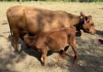 Group of eight 2026 steers