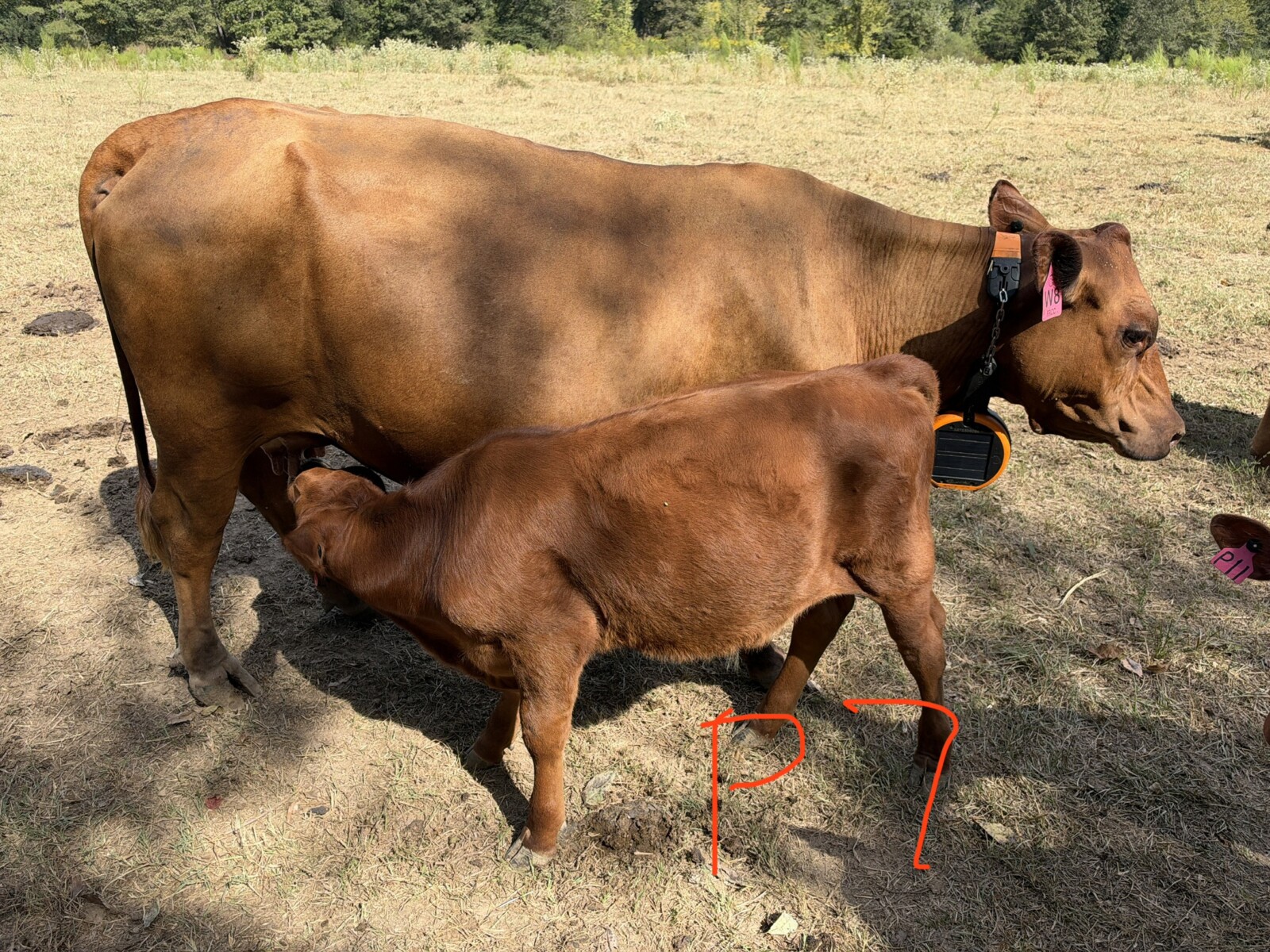 Group of eight 2026 steers