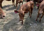 Group of eight 2026 steers