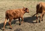 Group of eight 2026 steers