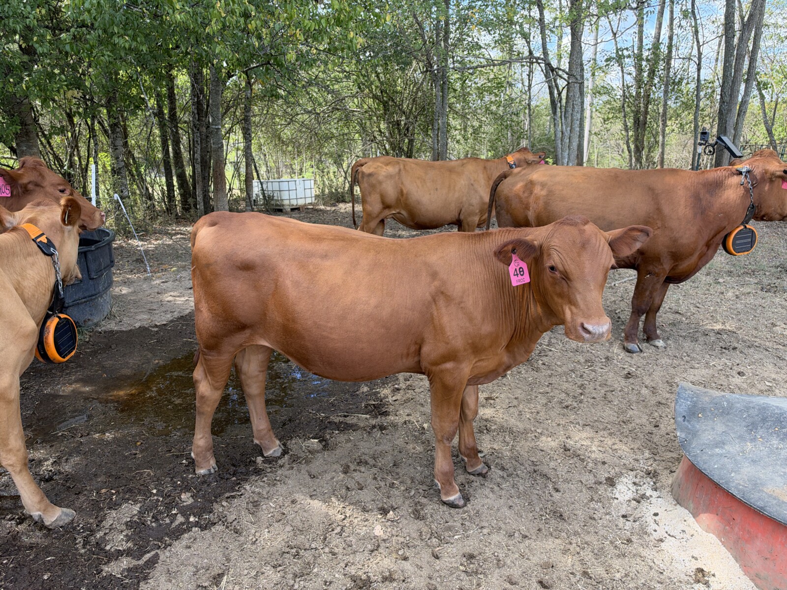 Group of eight 2026 steers