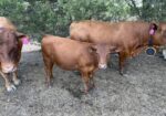 Group of eight 2026 steers