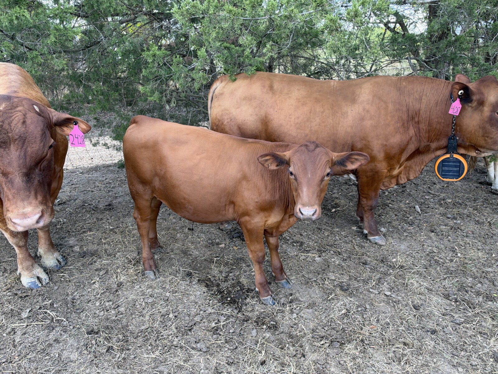 Group of eight 2026 steers