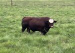 Top of Line 5 Yr. Old South Poll Bull