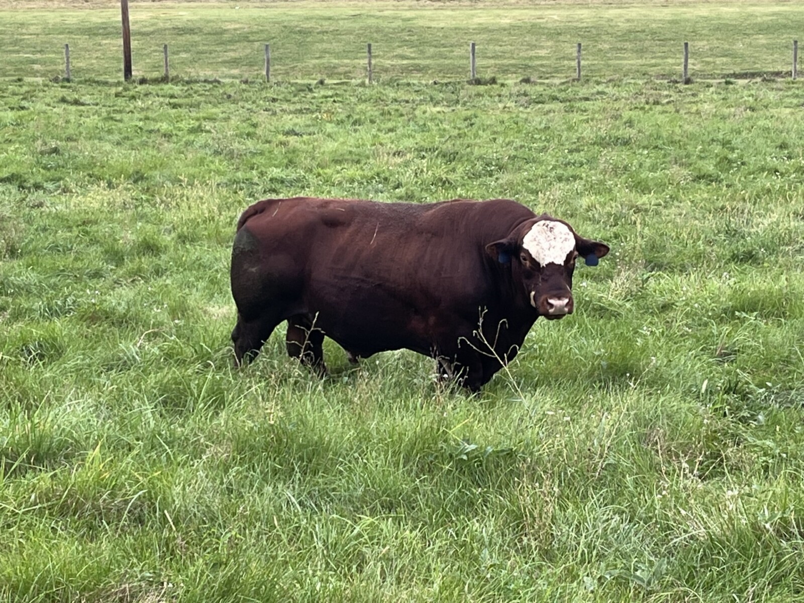 Top of Line 5 Yr. Old South Poll Bull