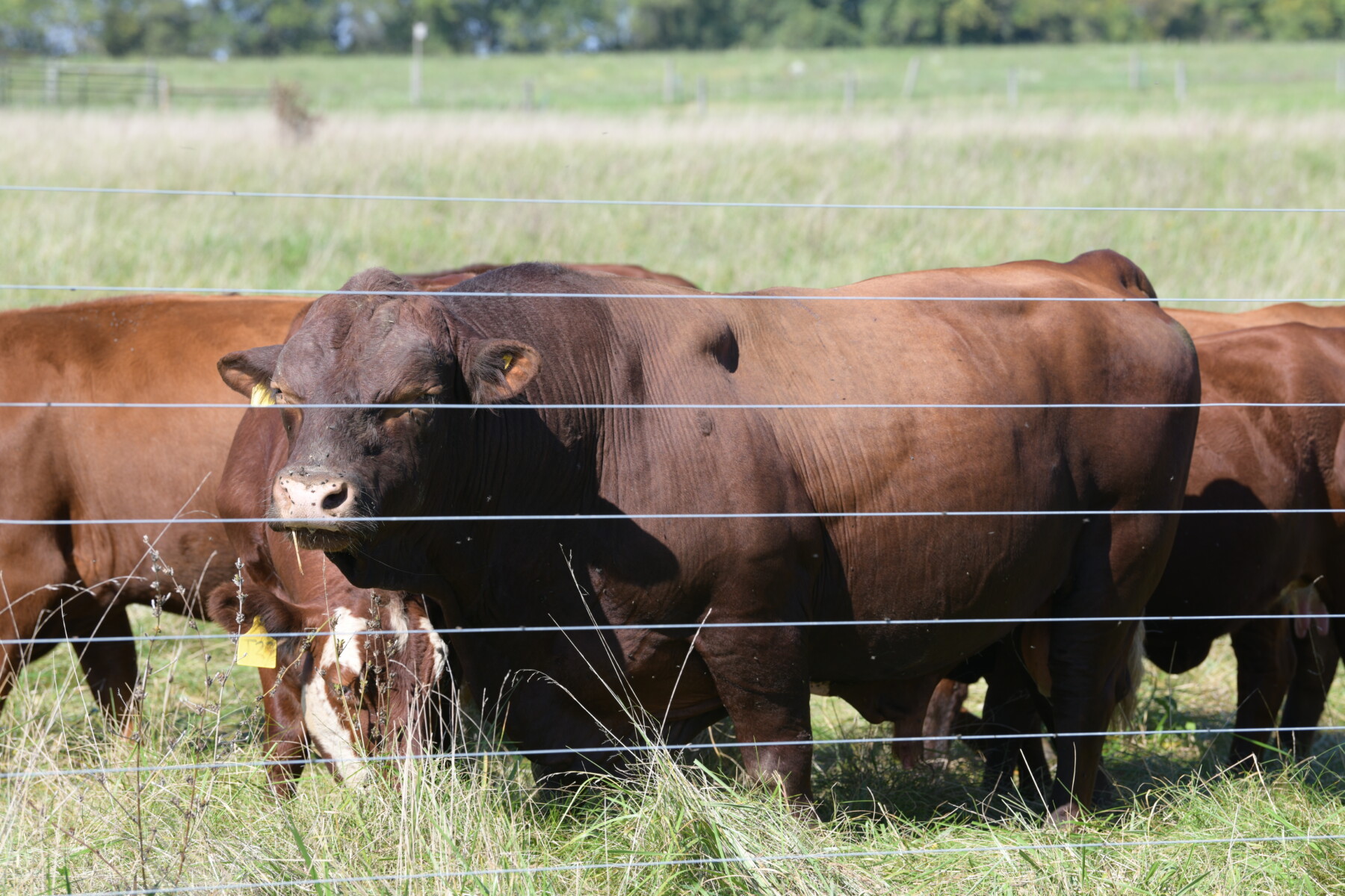 Full Blood South Poll Bull