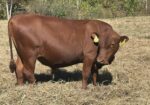Fullblood bull calf