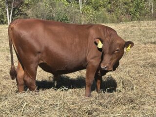 Bull-calf-75134