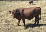 Fullblood bull calf