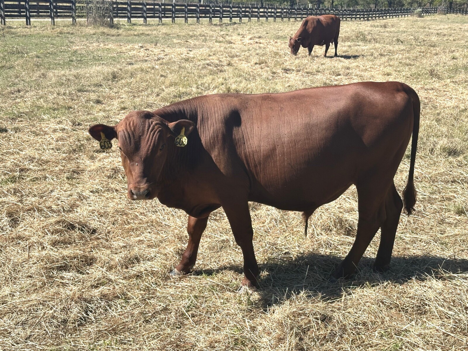 Fullblood bull calf