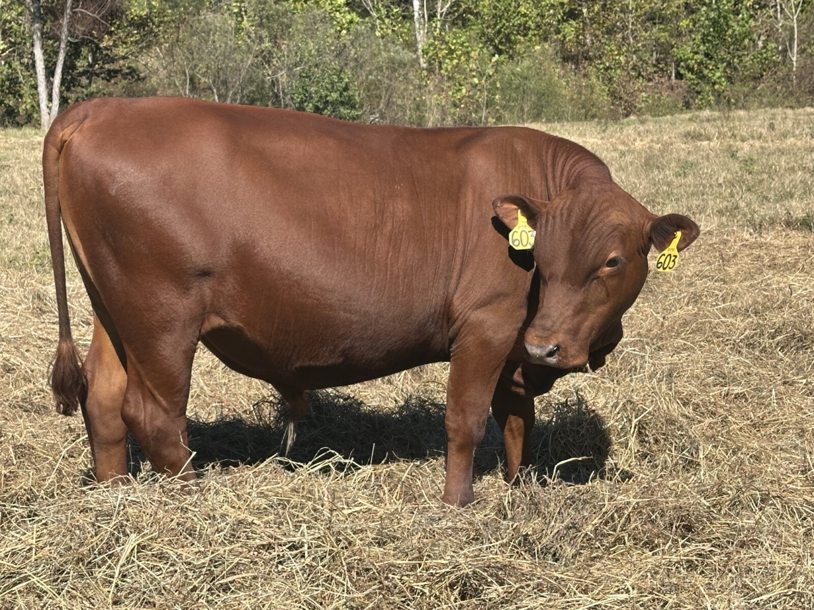 Fullblood bull calf