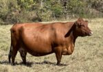 Fullblood bull calf