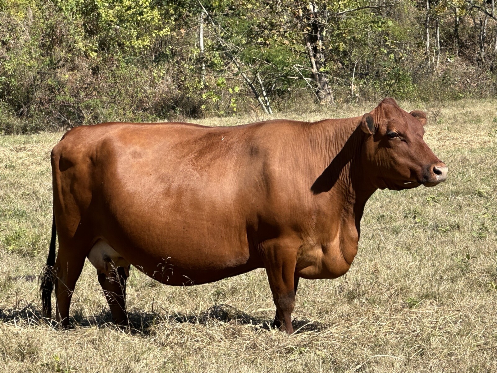 Fullblood bull calf