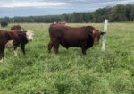 FullBlood 2 year old bull for sale