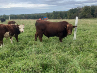 Bull-photo-1