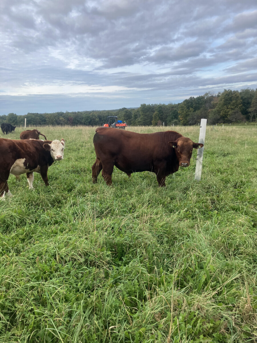 FullBlood 2 year old bull for sale