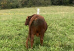 FullBlood 2 year old bull for sale