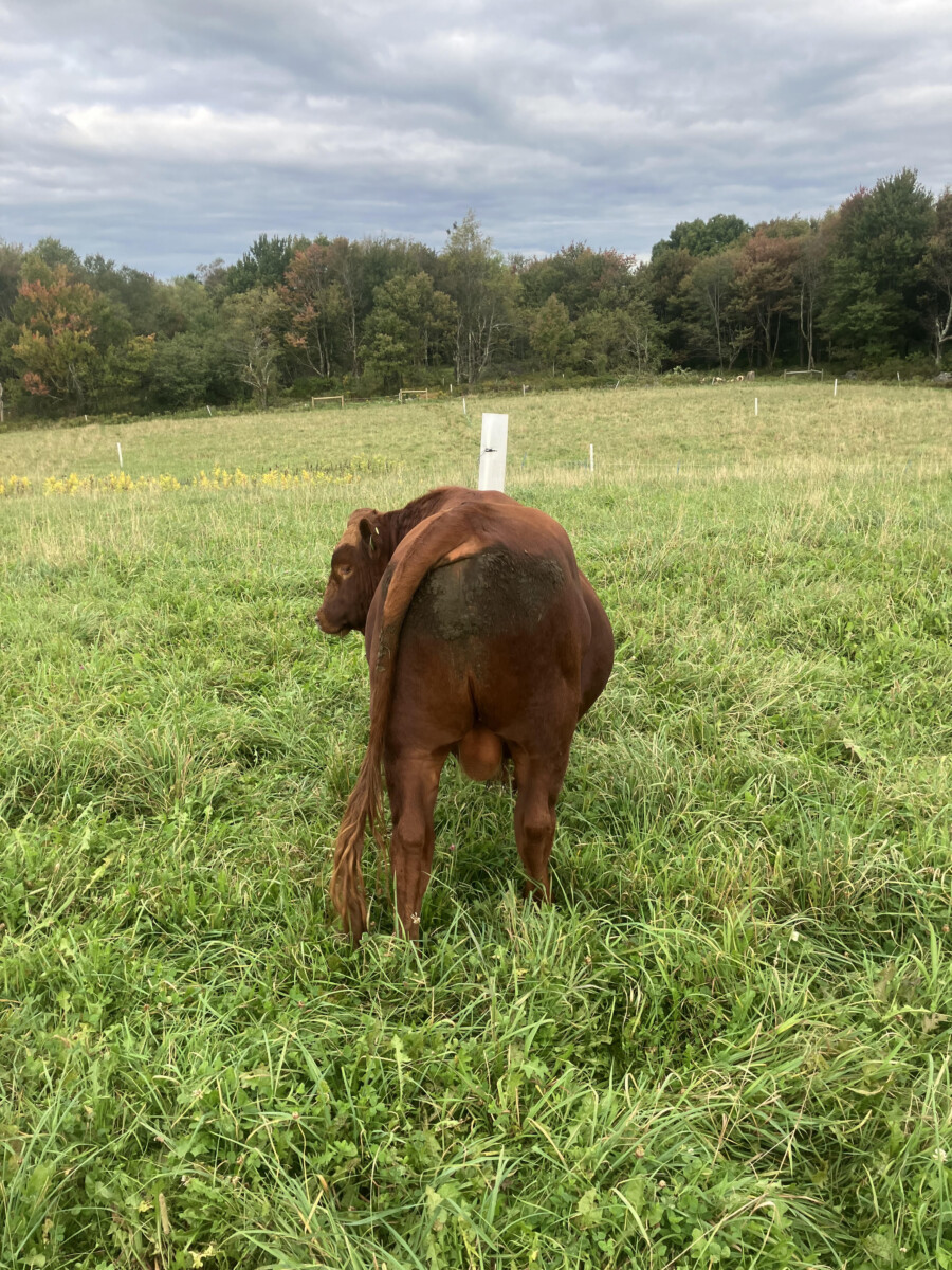 FullBlood 2 year old bull for sale