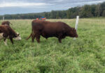 FullBlood 2 year old bull for sale