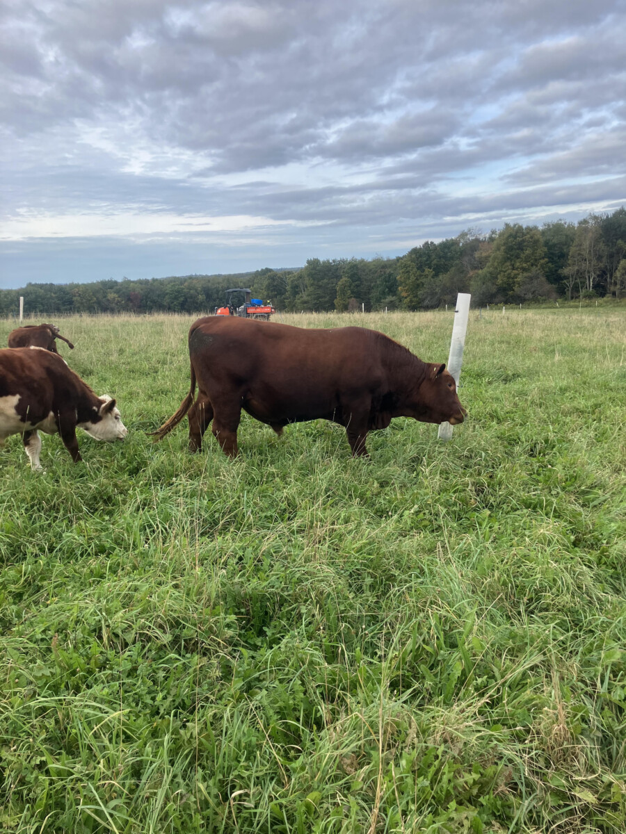 FullBlood 2 year old bull for sale