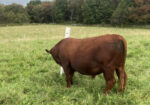 FullBlood 2 year old bull for sale